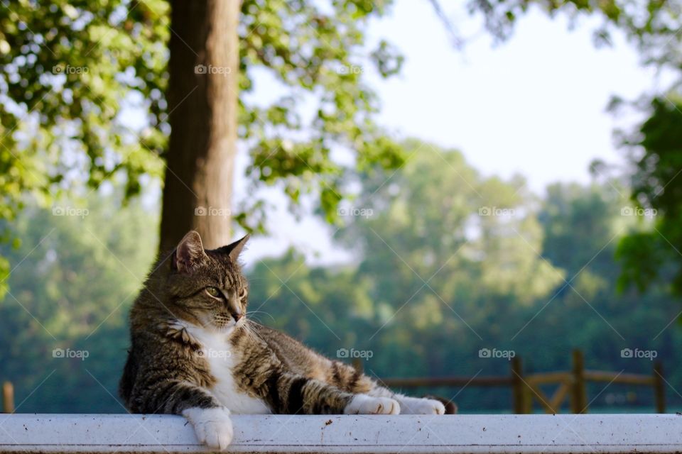 Summer Pets - a grey tabby looking off into the distance on a summer day