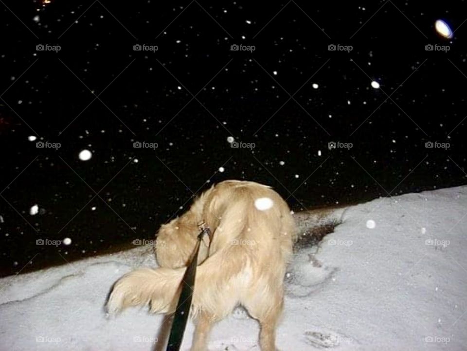 A cocker spaniel and golden retriever mix dog checks out the white snow at night. 