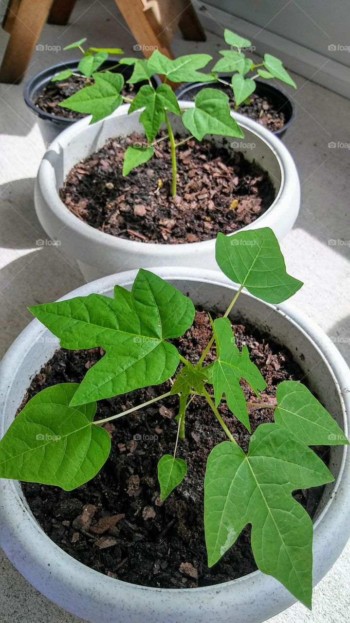 Papaya tree starts from seed