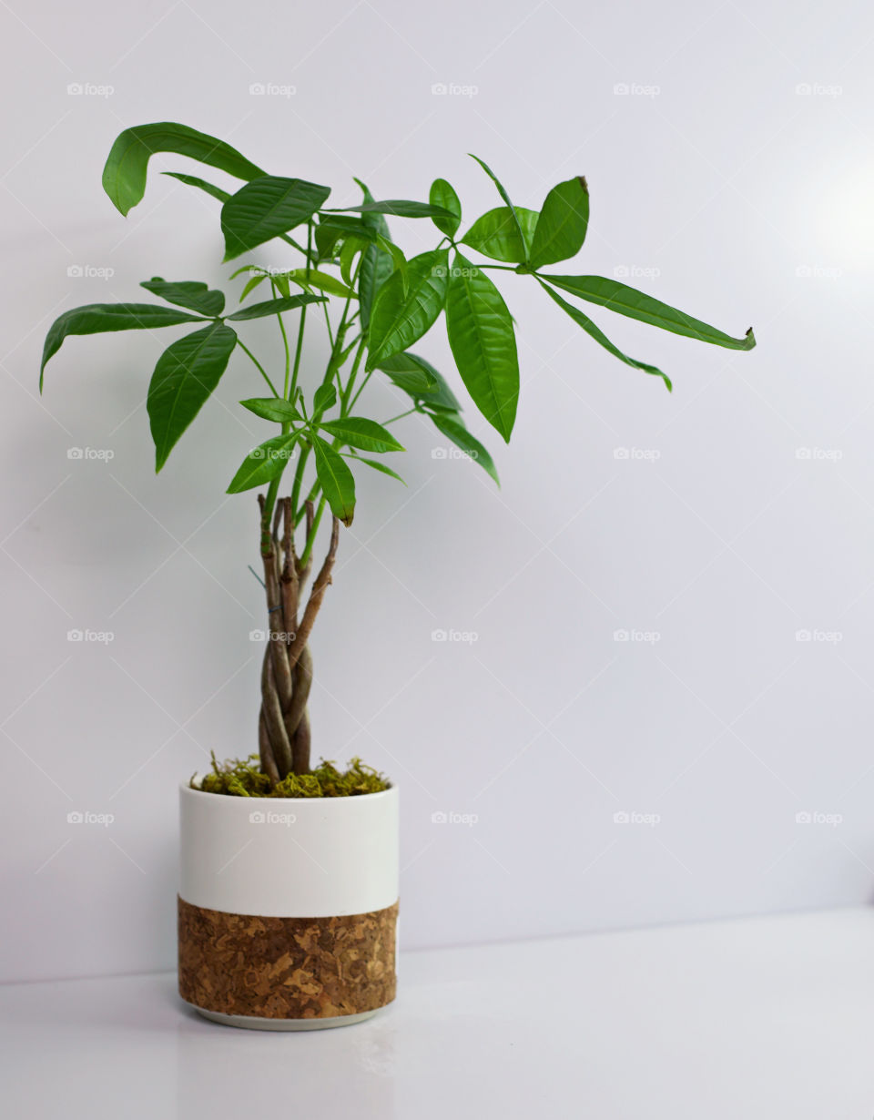 Money Tree Zen