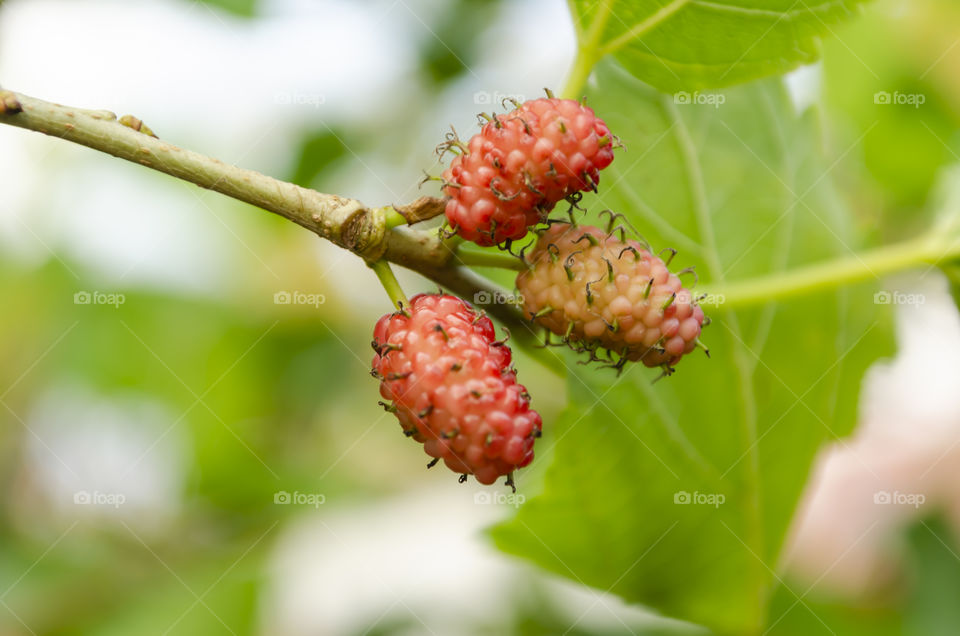 Unripe Mulberries On Its Tree