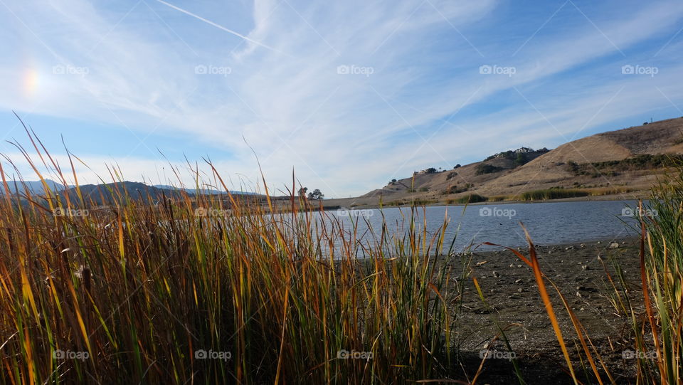 lake shore lined with reed