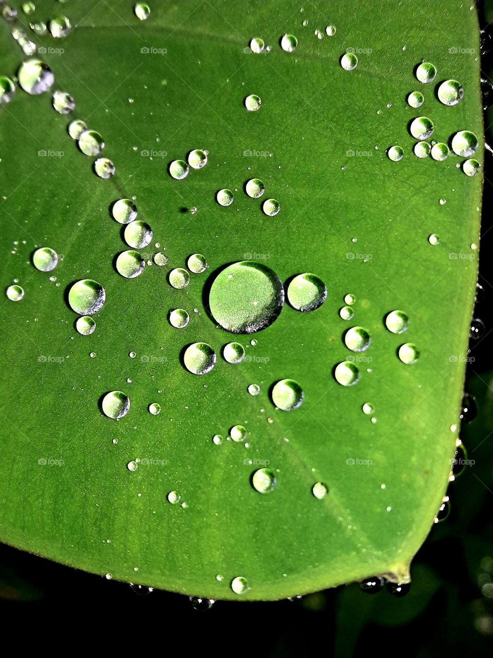 Clear droplet on a green leaf