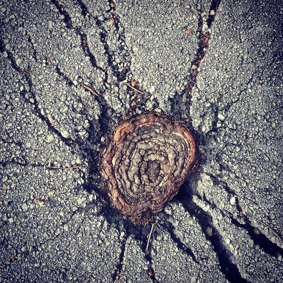 Sidewalk Stump