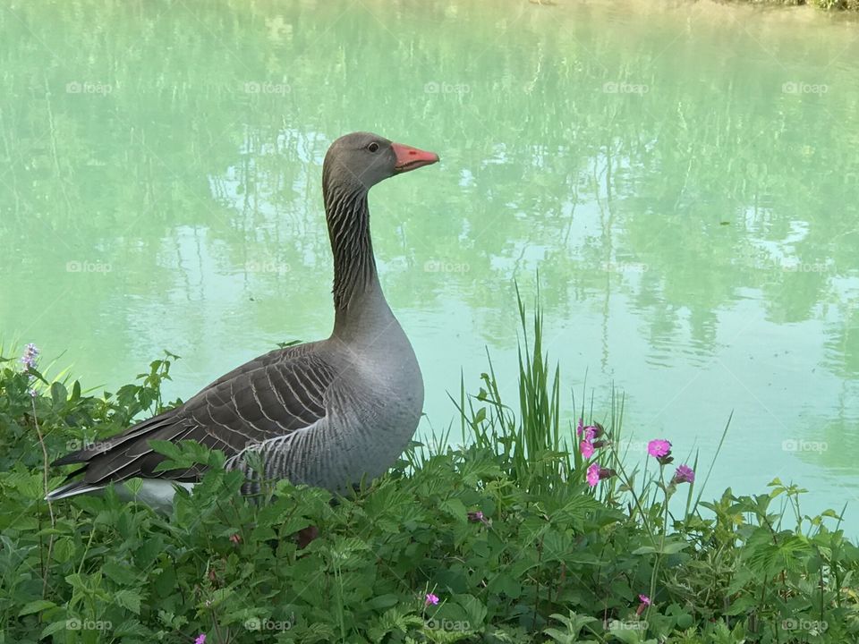 A springtime gazing goose. 