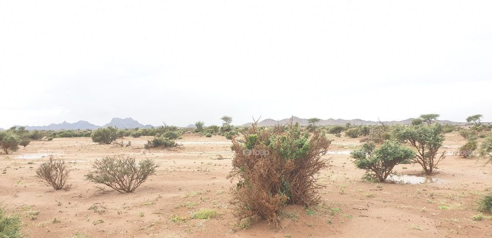 rain and desert