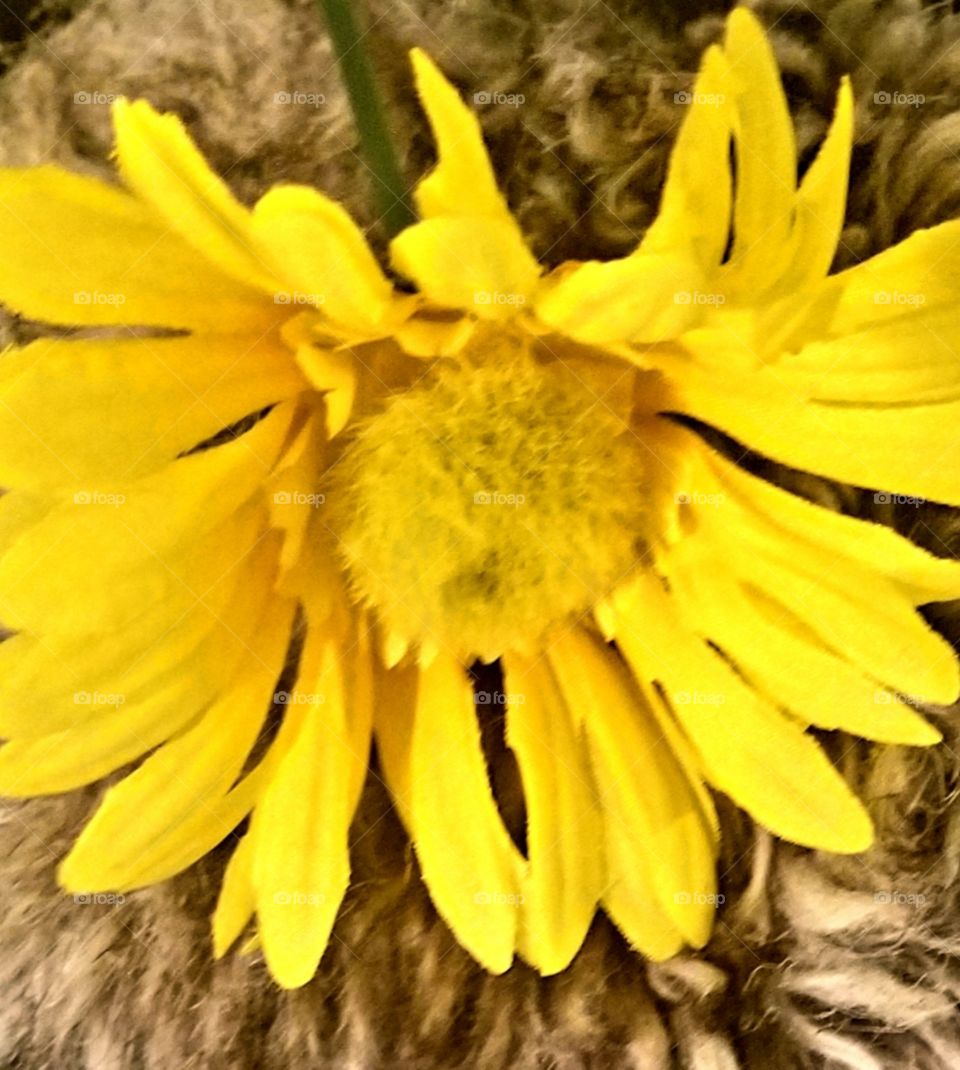 Yellow flower with gray background