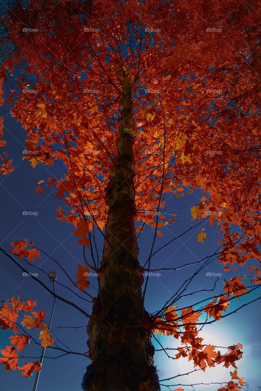 Red tree