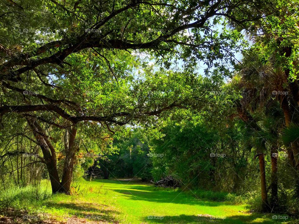 Walking into a forest of Springtime green hues.