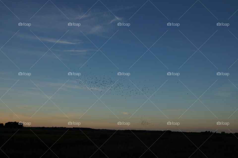 Birds in sky 