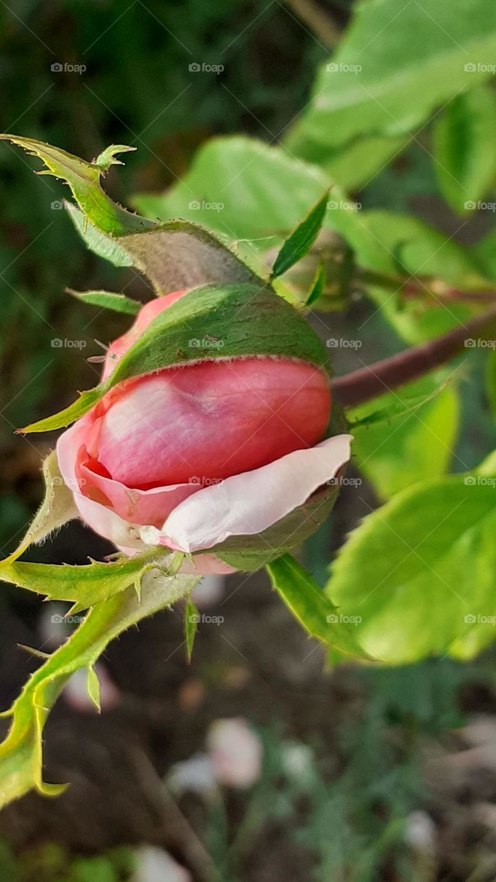 pronto seré una rosa al mundo