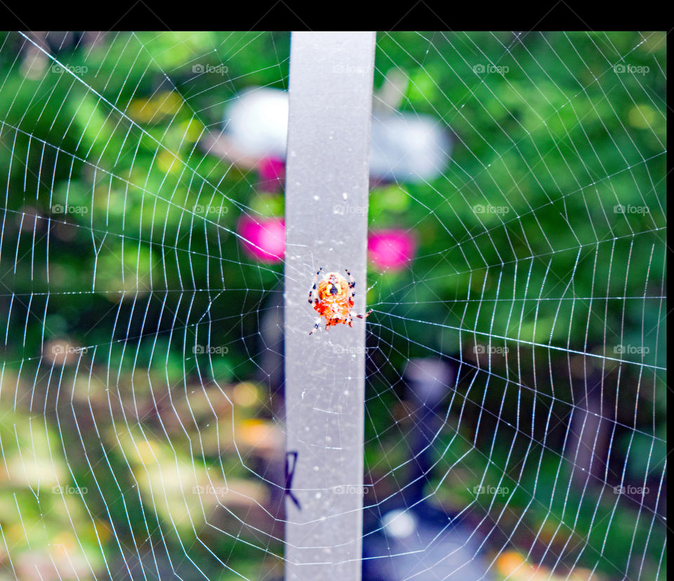 Common Garden Spider, Chesapeake Beach, Md