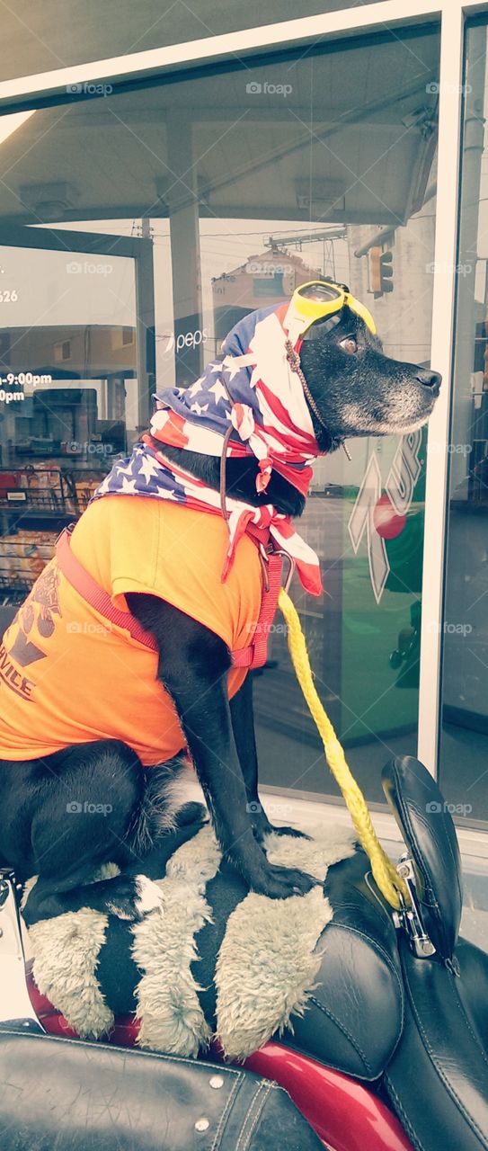 Patriotic pooch. This dog is well known in a small town for riding on the back of her owners motorcycle