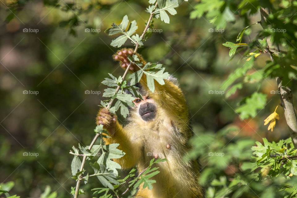 Close Up Of A Black-Capped Squirrel Monkey In A Tree