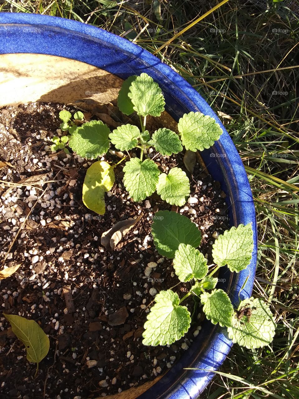 weeds in a flower pot