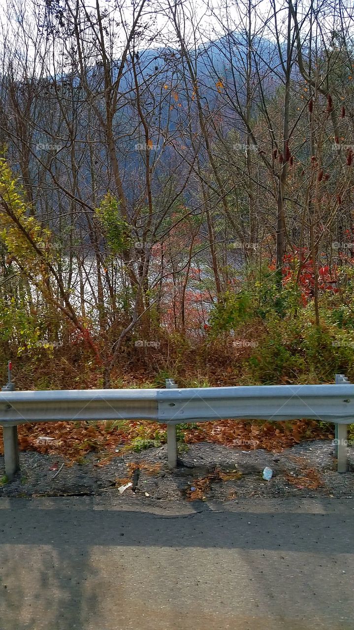 Lake through the trees