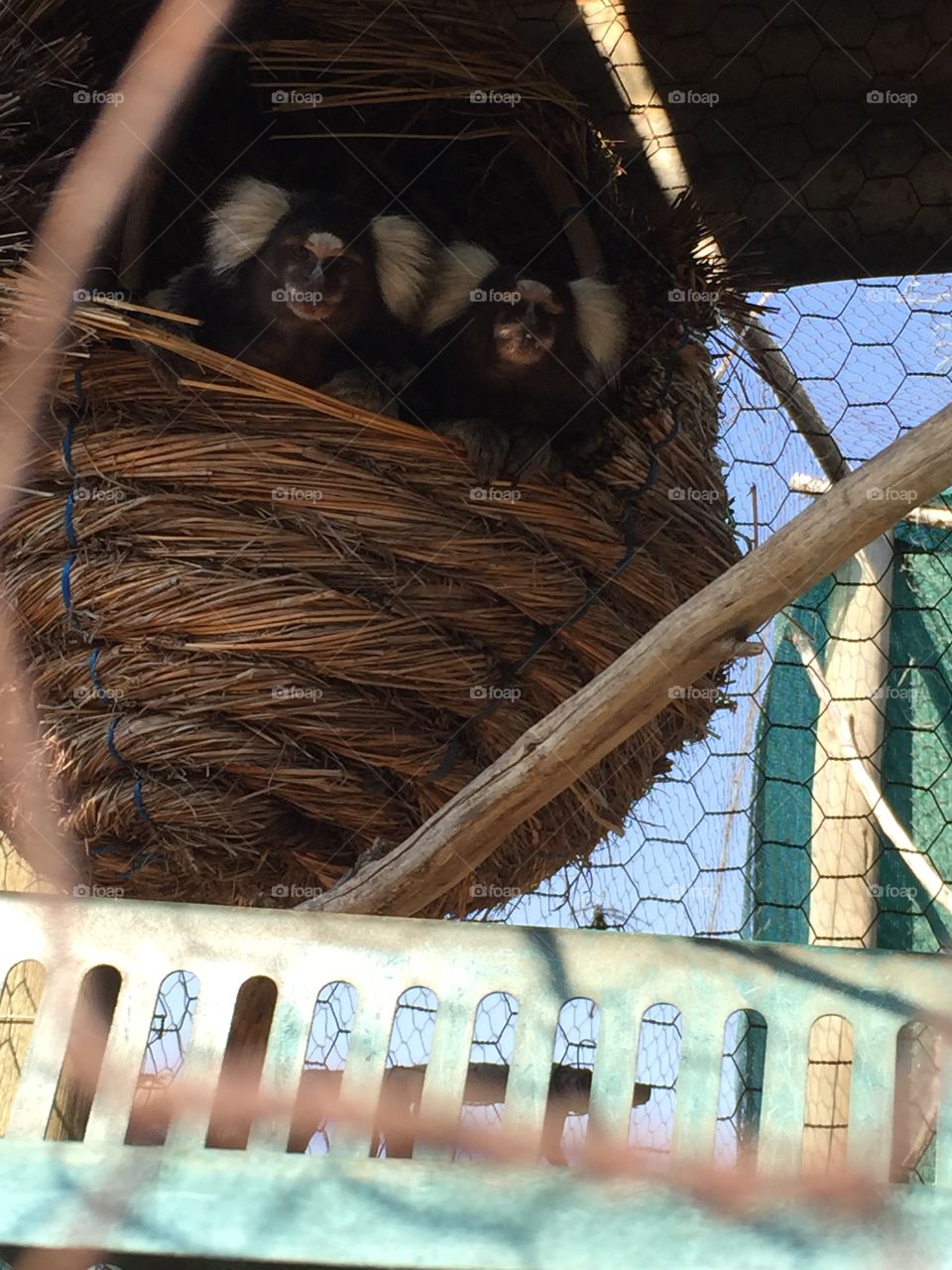 Marmosets in a basket