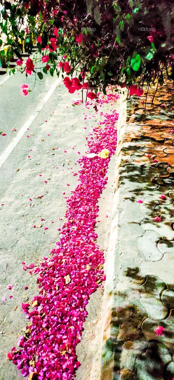 Bougainvillea Flower
