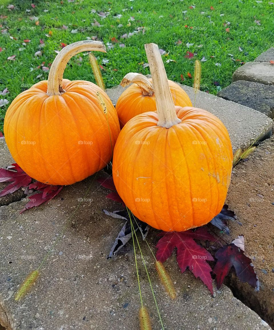 pumpkin view