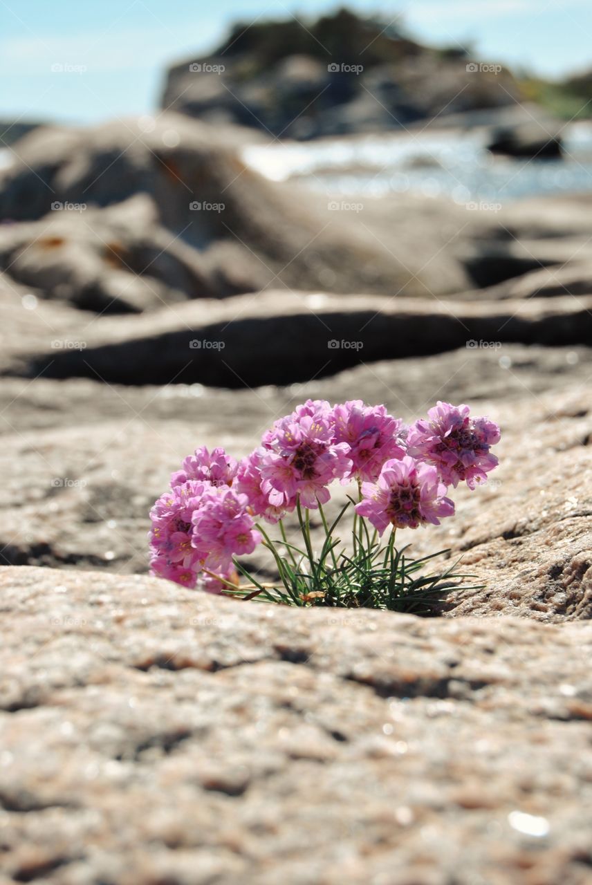 Close-up of flowers growing on rock