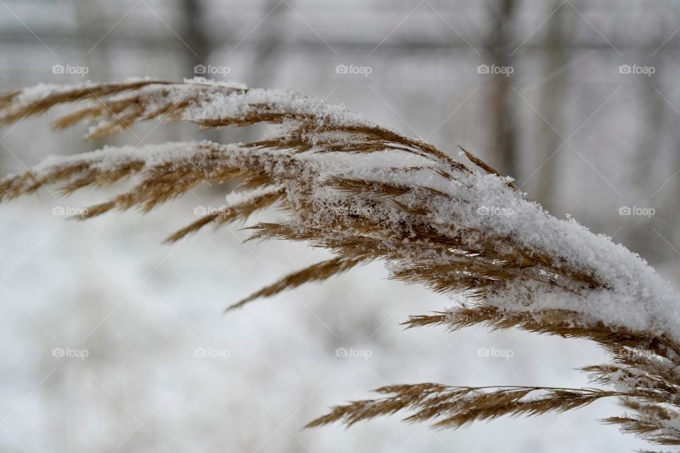 Snowy morning 