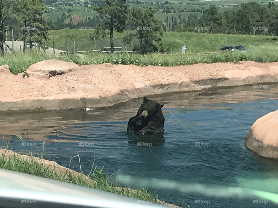 Just a bear playing in the water! 