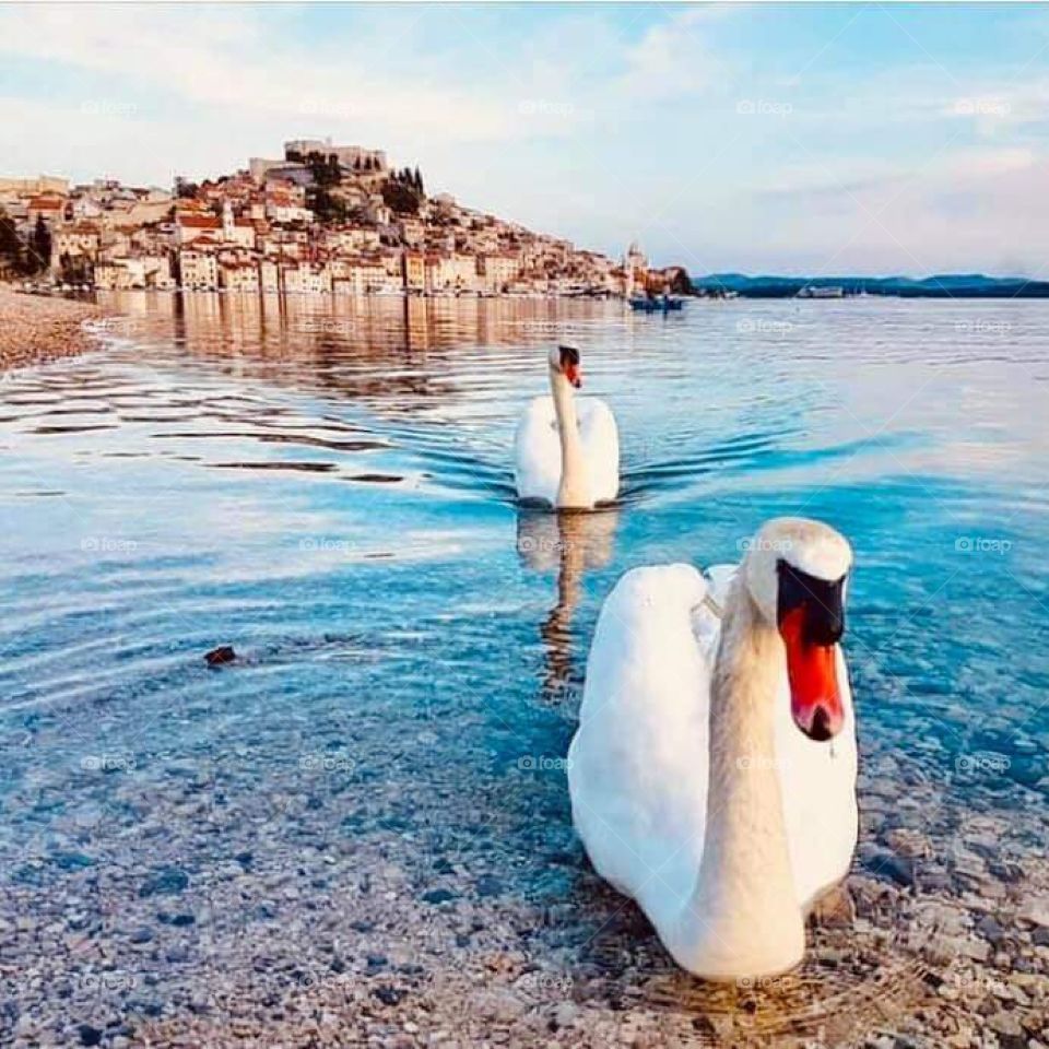 Swan in Šibenik