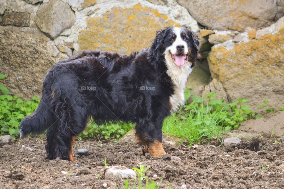 Bernese Mountain Dog