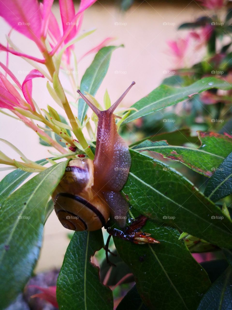 Snail in my garden