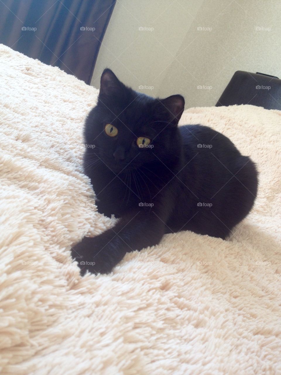 Black cat on the bed coverlet