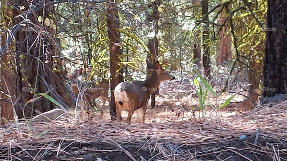 deer in woods. Oregon USA deer in woods