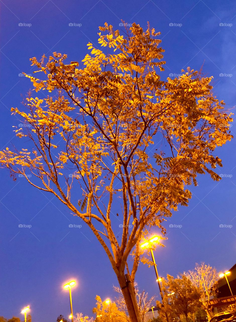 Tree at dusk