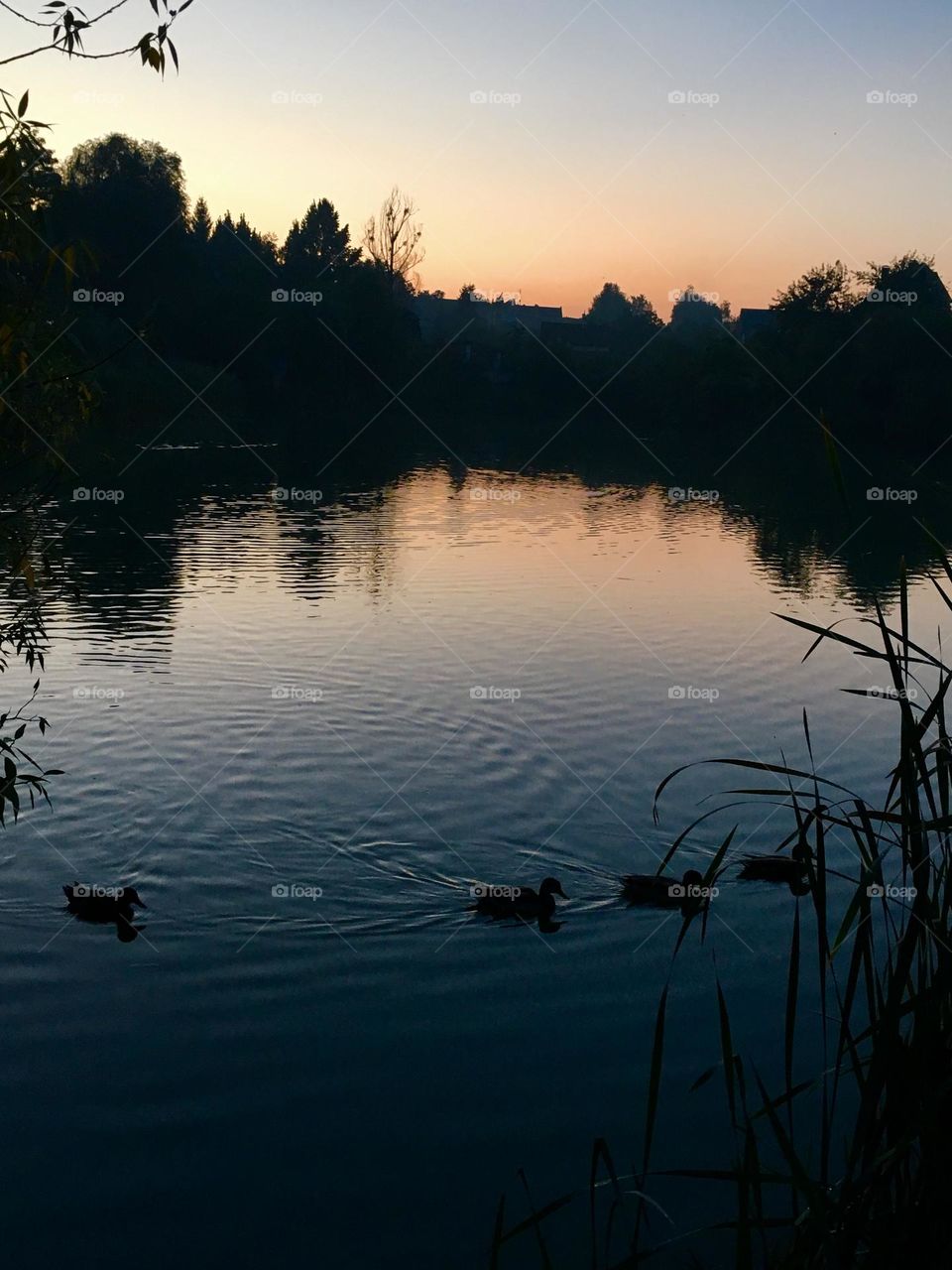 Ducks and sunset 