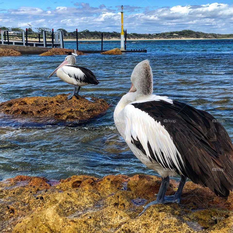 Pelican at the sea (pair) on rocks 