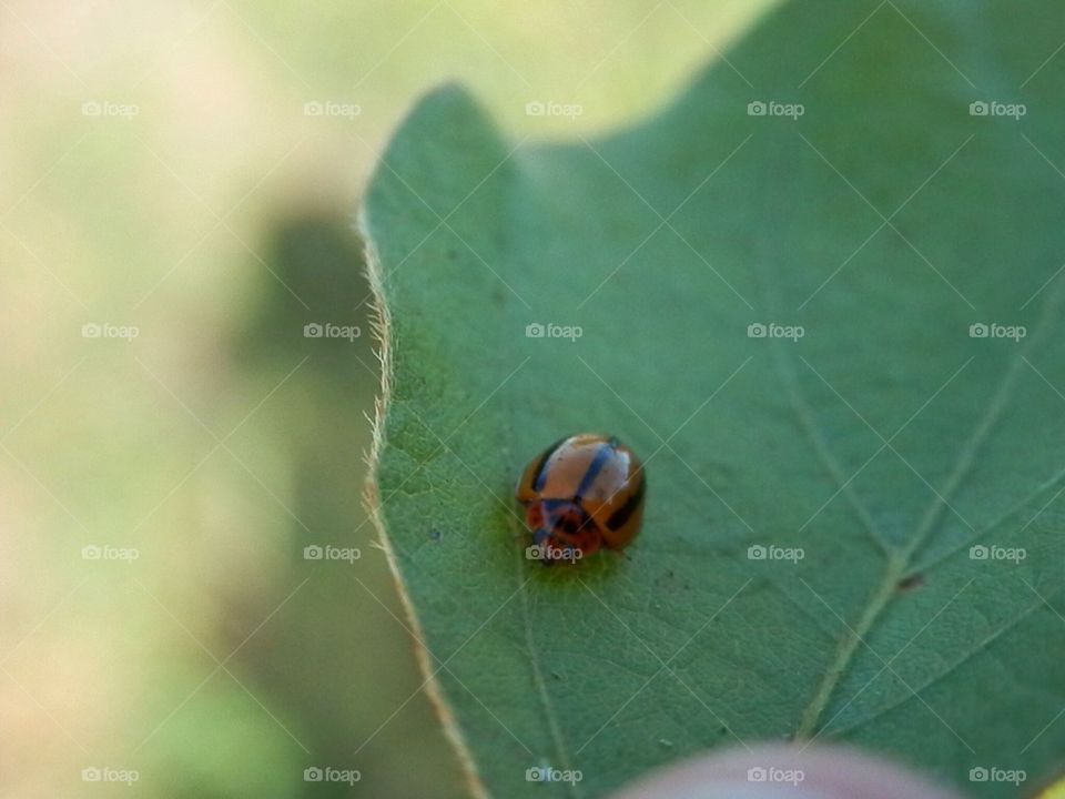 Ladybird