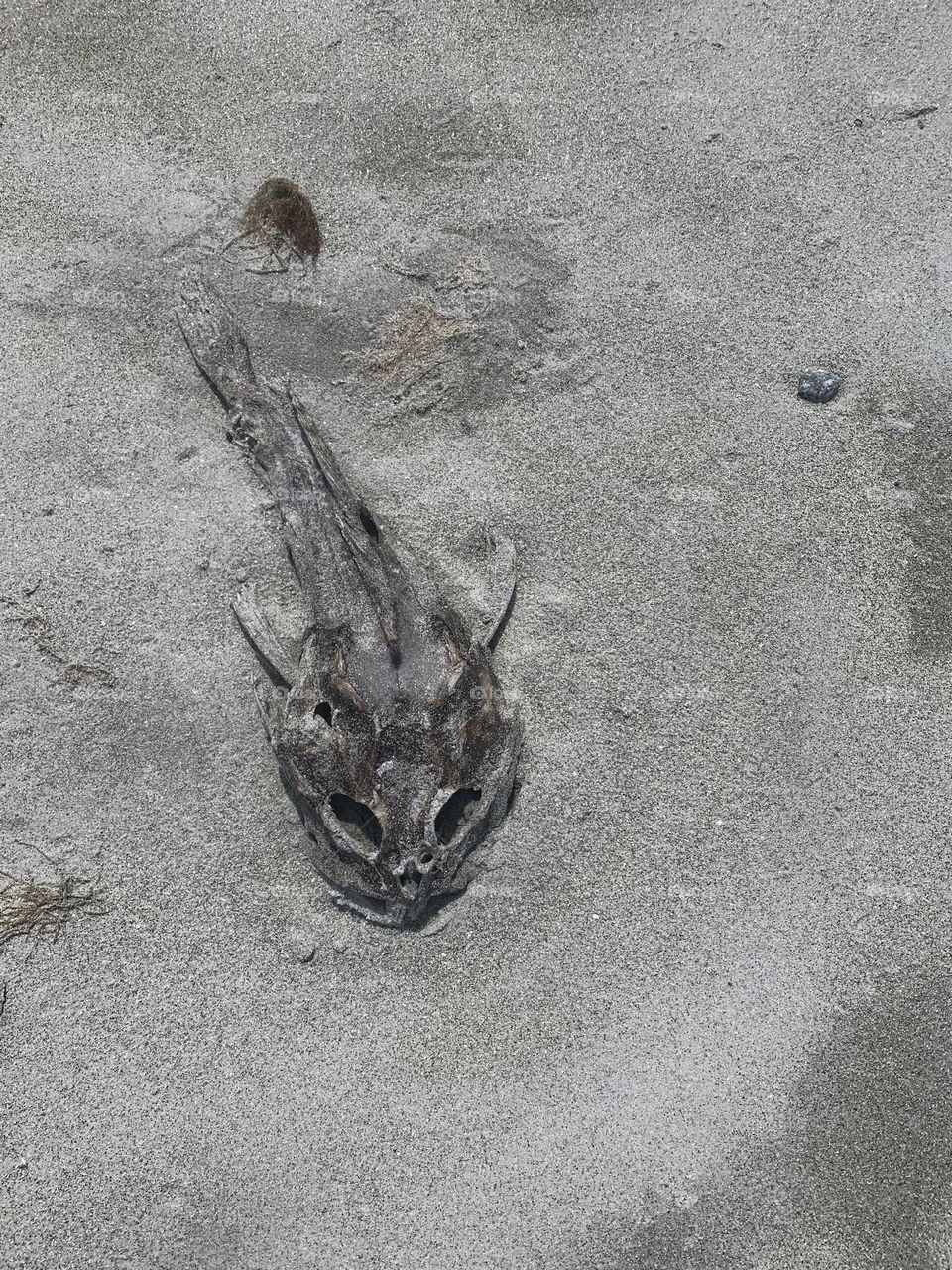 Carcass on the Hawk Beach 