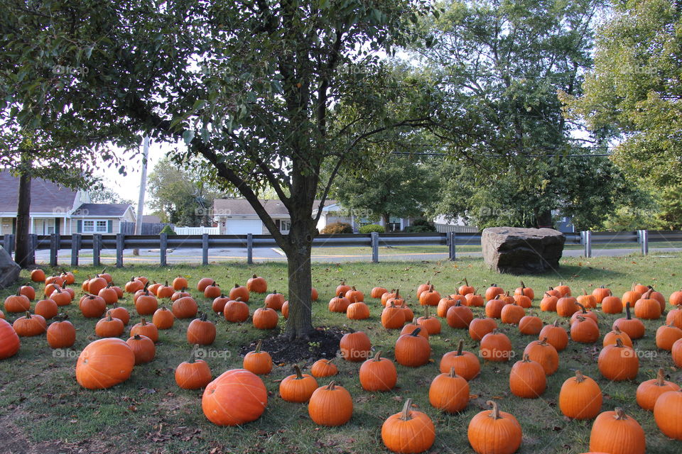 Pumpkins