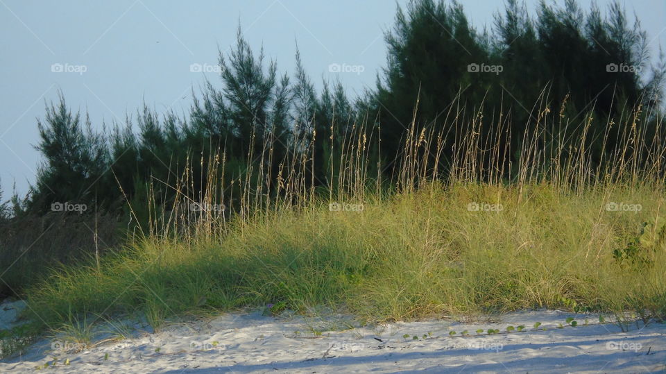 Seashore vegetation seagrass and pines gulf of mexico sarasota longboat key early morning light yellow green sand