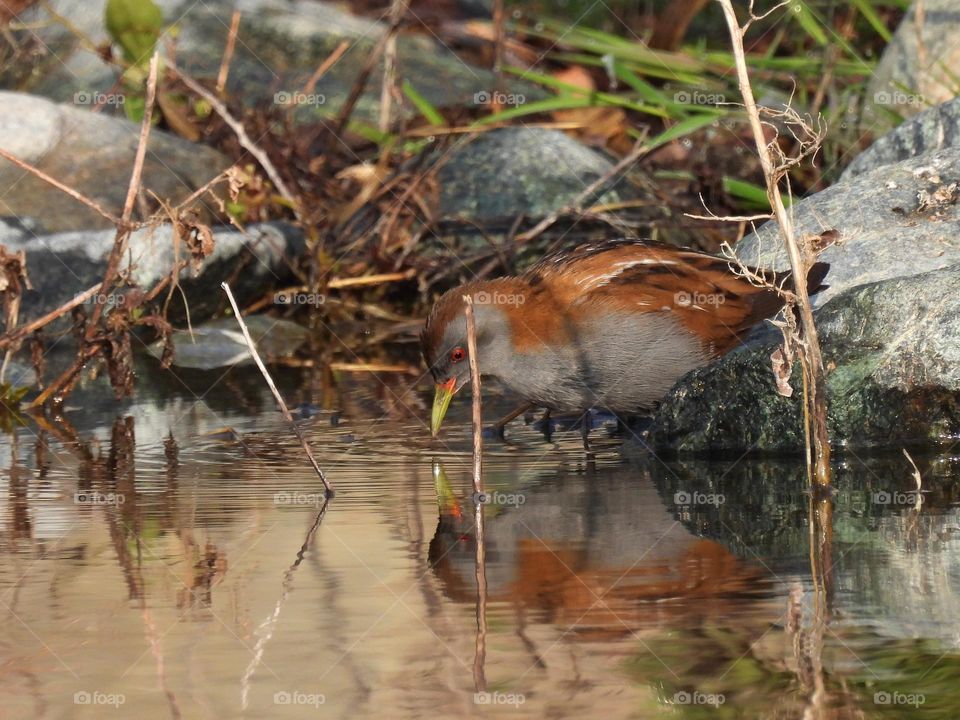 Zapornia parva