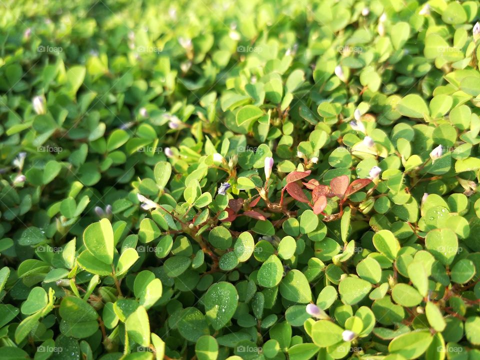 green color of Little tree.