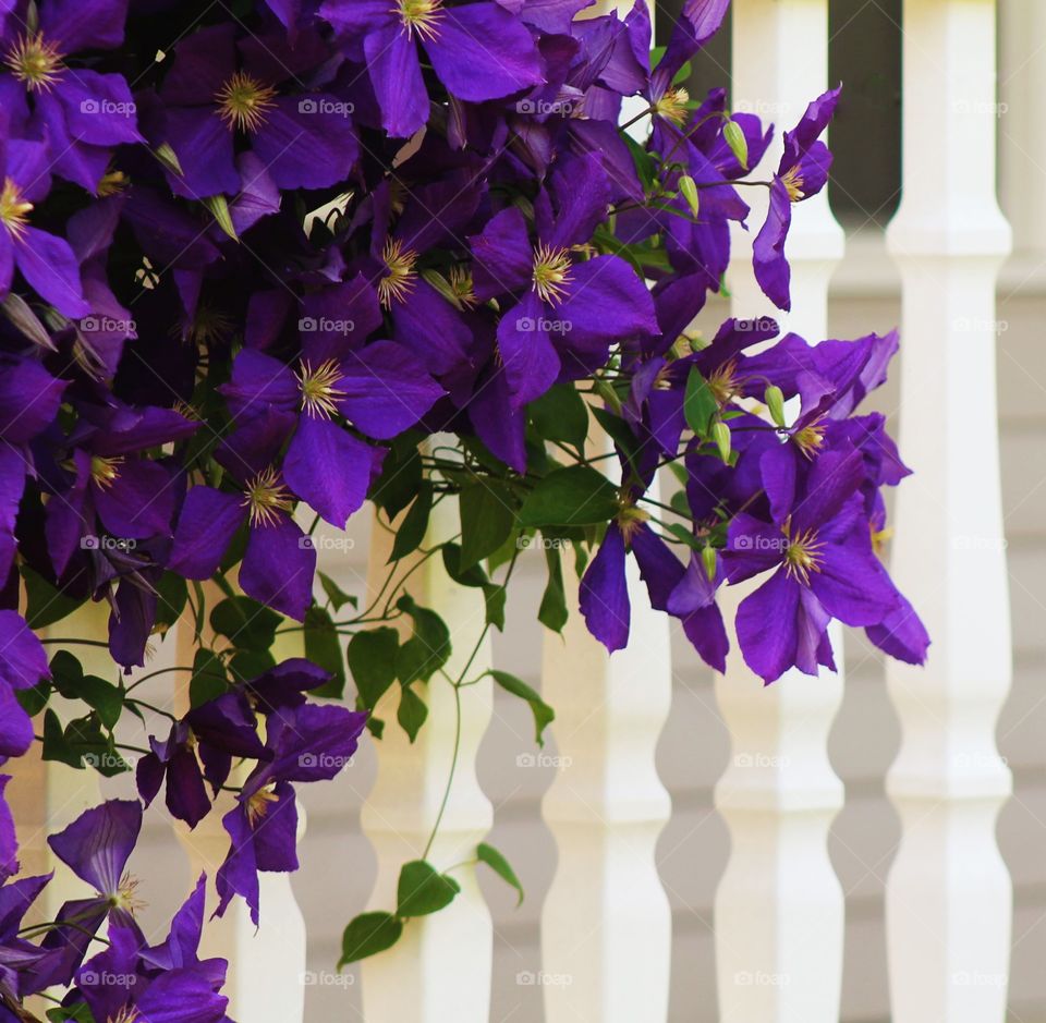 Purple clematis  flower in front of white spindles