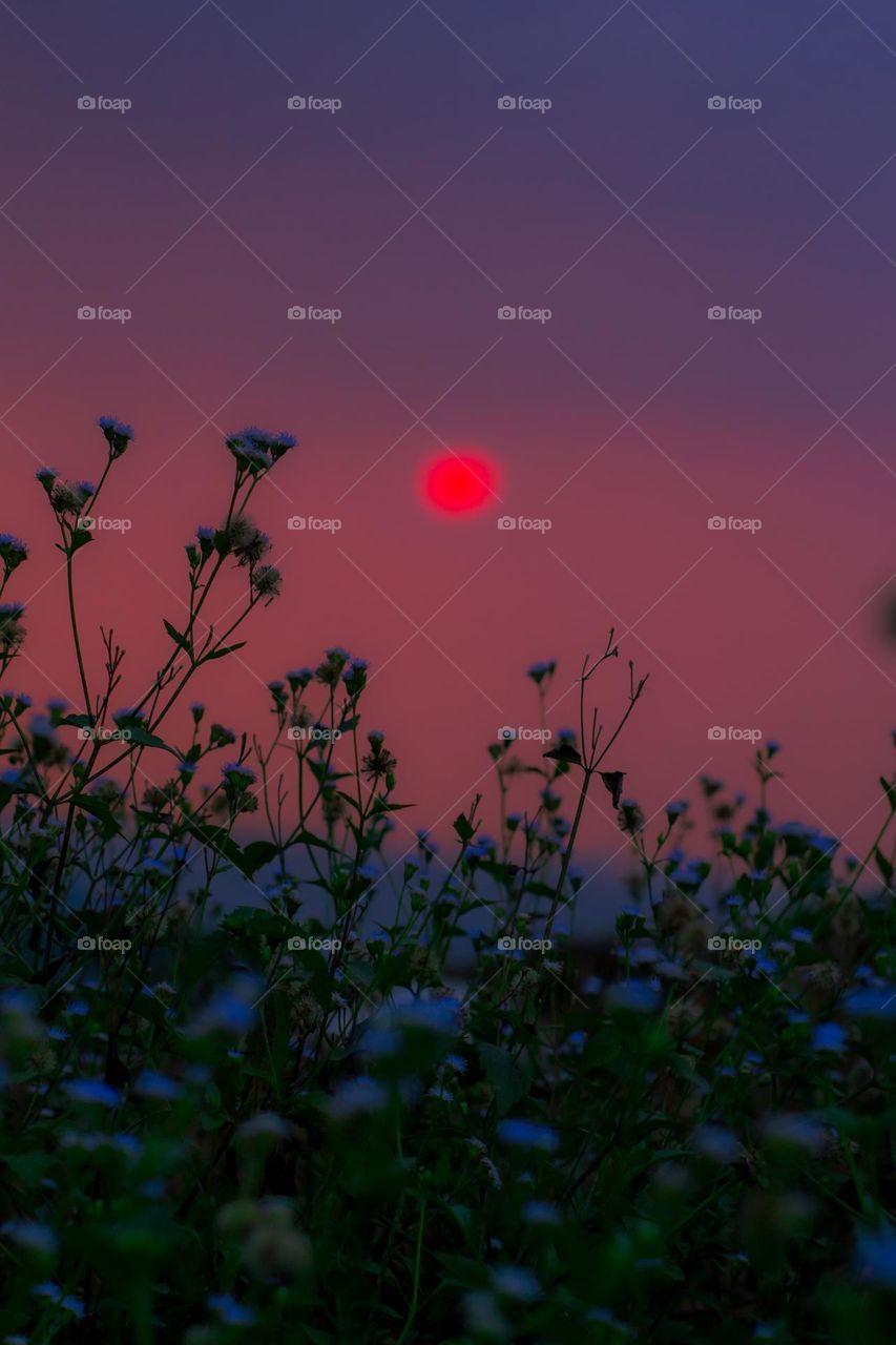 flower plant with sunset background