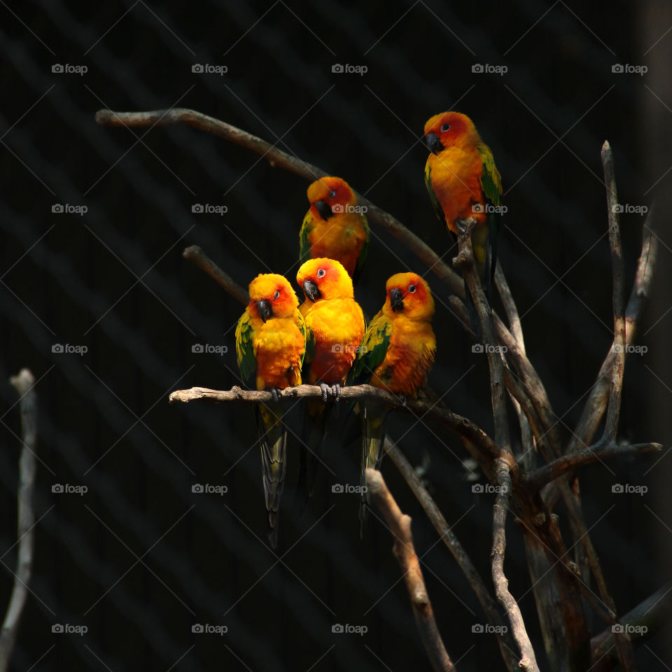 A beautiful portrait of a group of very colorful parrots sitting on a branch of a tiny bush.