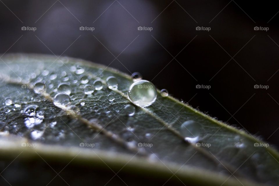 Raindrops on plant, macro