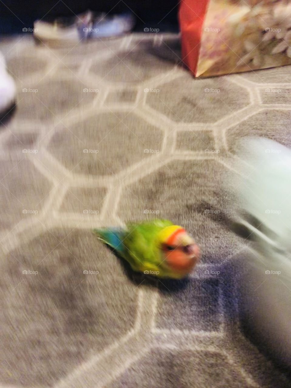 Birb attack 