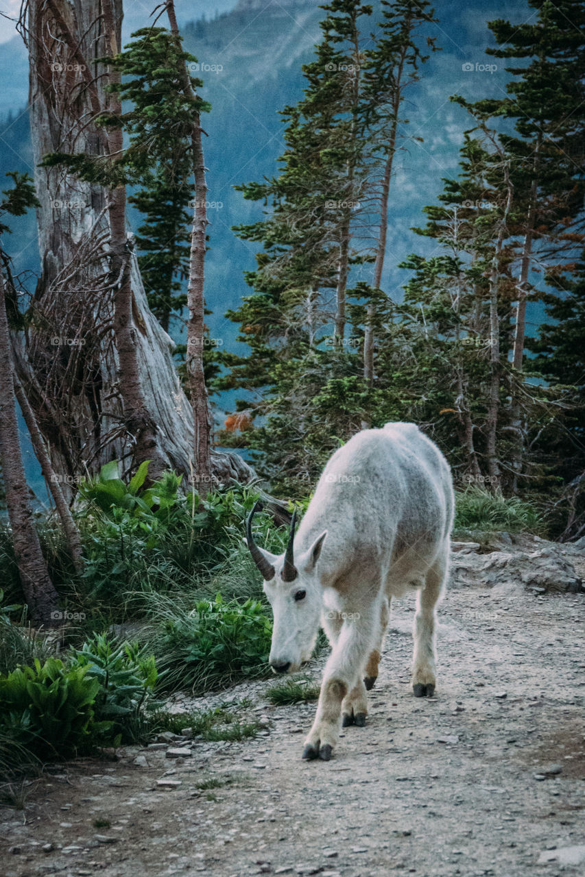 Wild mountain goat tagging along for a hike through the Montana mountains! 