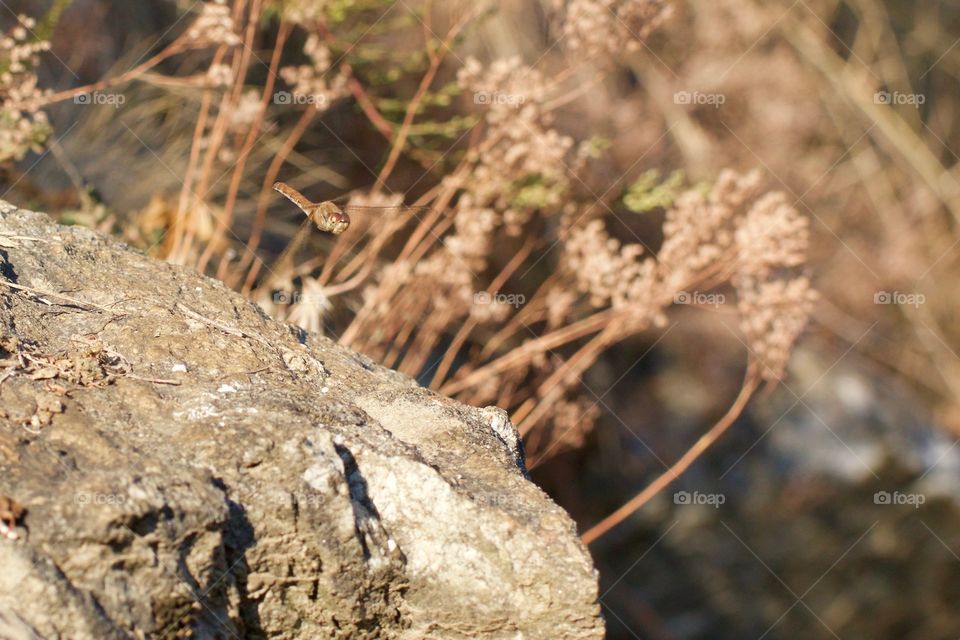 Flying Dragonfly