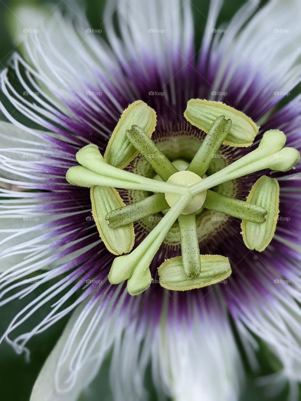 passion fruit flower