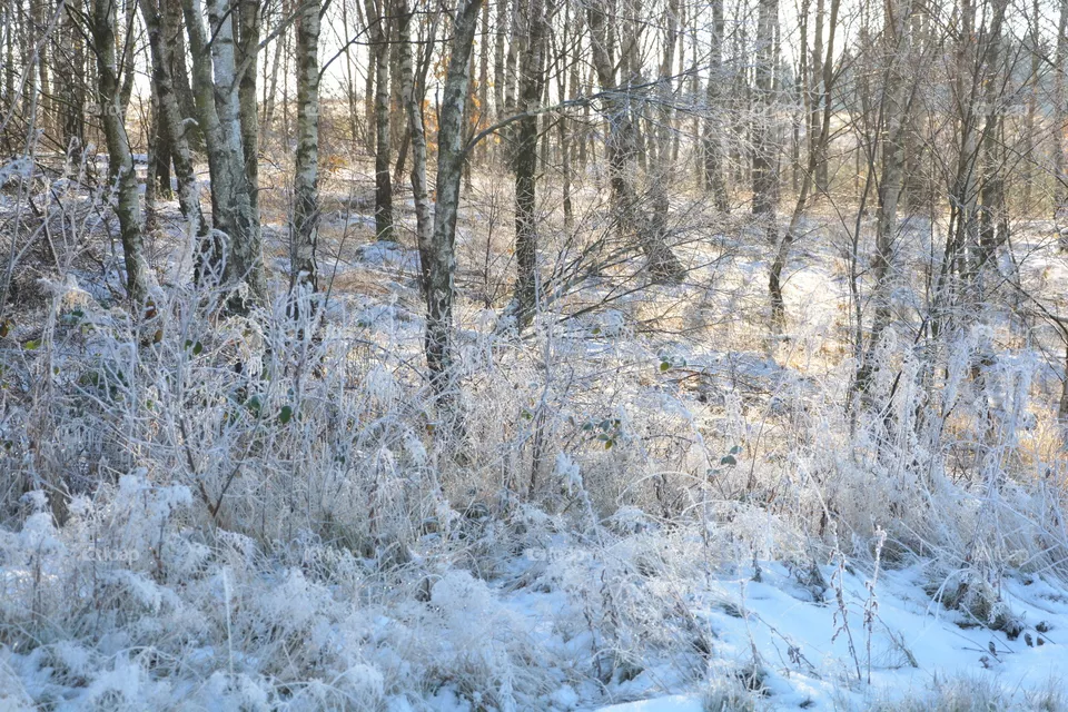 Frost