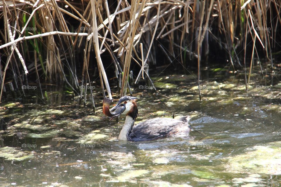 great crested grebe eat fish